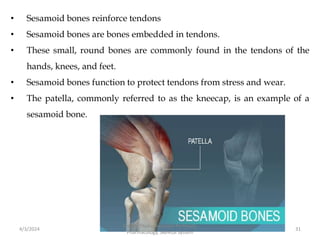 • Sesamoid bones reinforce tendons
• Sesamoid bones are bones embedded in tendons.
• These small, round bones are commonly found in the tendons of the
hands, knees, and feet.
• Sesamoid bones function to protect tendons from stress and wear.
• The patella, commonly referred to as the kneecap, is an example of a
sesamoid bone.
4/3/2024 31
Sreenu Thalla, Assistant Professor,
Pharmacology, Skeletal System
 
