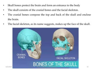 • Skull bones protect the brain and form an entrance to the body
• The skull consists of the cranial bones and the facial skeleton.
• The cranial bones compose the top and back of the skull and enclose
the brain.
• The facial skeleton, as its name suggests, makes up the face of the skull.
4/3/2024 33
Sreenu Thalla, Assistant Professor,
Pharmacology, Skeletal System
 