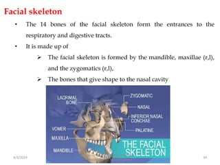 Facial skeleton
• The 14 bones of the facial skeleton form the entrances to the
respiratory and digestive tracts.
• It is made up of
 The facial skeleton is formed by the mandible, maxillae (r,l),
and the zygomatics (r,l),
 The bones that give shape to the nasal cavity
4/3/2024 34
Sreenu Thalla, Assistant Professor,
Pharmacology, Skeletal System
 