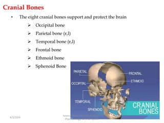 Cranial Bones
• The eight cranial bones support and protect the brain
 Occipital bone
 Parietal bone (r,l)
 Temporal bone (r,l)
 Frontal bone
 Ethmoid bone
 Sphenoid Bone
4/3/2024 35
Sreenu Thalla, Assistant Professor,
Pharmacology, Skeletal System
 
