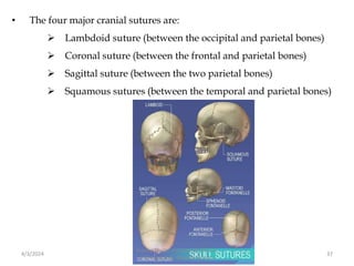 • The four major cranial sutures are:
 Lambdoid suture (between the occipital and parietal bones)
 Coronal suture (between the frontal and parietal bones)
 Sagittal suture (between the two parietal bones)
 Squamous sutures (between the temporal and parietal bones)
4/3/2024 37
Sreenu Thalla, Assistant Professor,
Pharmacology, Skeletal System
 