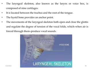 • The laryngeal skeleton, also known as the larynx or voice box, is
composed of nine cartilages.
• It is located between the trachea and the root of the tongue.
• The hyoid bone provides an anchor point.
• The movements of the laryngeal skeleton both open and close the glottis
and regulate the degree of tension of the vocal folds, which–when air is
forced through them–produce vocal sounds.
4/3/2024 40
Sreenu Thalla, Assistant Professor,
Pharmacology, Skeletal System
 