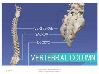 4/3/2024 41
Sreenu Thalla, Assistant Professor,
Pharmacology, Skeletal System
 