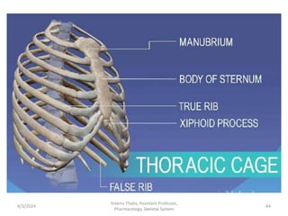 4/3/2024 44
Sreenu Thalla, Assistant Professor,
Pharmacology, Skeletal System
 