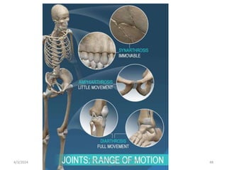 4/3/2024 48
Sreenu Thalla, Assistant Professor,
Pharmacology, Skeletal System
 