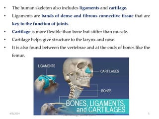 • The human skeleton also includes ligaments and cartilage.
• Ligaments are bands of dense and fibrous connective tissue that are
key to the function of joints.
• Cartilage is more flexible than bone but stiffer than muscle.
• Cartilage helps give structure to the larynx and nose.
• It is also found between the vertebrae and at the ends of bones like the
femur.
4/3/2024 5
Sreenu Thalla, Assistant Professor,
Pharmacology, Skeletal System
 