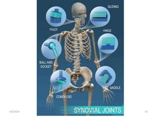 4/3/2024 53
Sreenu Thalla, Assistant Professor,
Pharmacology, Skeletal System
 