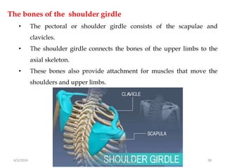 The bones of the shoulder girdle
• The pectoral or shoulder girdle consists of the scapulae and
clavicles.
• The shoulder girdle connects the bones of the upper limbs to the
axial skeleton.
• These bones also provide attachment for muscles that move the
shoulders and upper limbs.
4/3/2024 58
Sreenu Thalla, Assistant Professor,
Pharmacology, Skeletal System
 