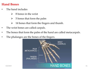 Hand Bones
• The hand includes
 8 bones in the wrist
 5 bones that form the palm
 14 bones that form the fingers and thumb.
• The wrist bones are called carpals.
• The bones that form the palm of the hand are called metacarpals.
• The phalanges are the bones of the fingers.
4/3/2024 61
Sreenu Thalla, Assistant Professor,
Pharmacology, Skeletal System
 