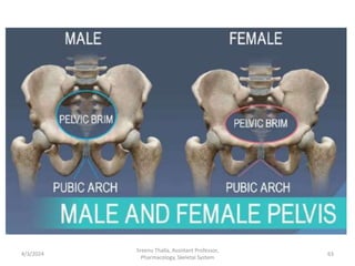 4/3/2024 63
Sreenu Thalla, Assistant Professor,
Pharmacology, Skeletal System
 