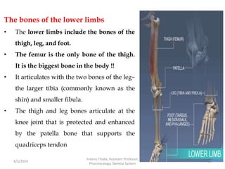 The bones of the lower limbs
• The lower limbs include the bones of the
thigh, leg, and foot.
• The femur is the only bone of the thigh.
It is the biggest bone in the body !!
• It articulates with the two bones of the leg–
the larger tibia (commonly known as the
shin) and smaller fibula.
• The thigh and leg bones articulate at the
knee joint that is protected and enhanced
by the patella bone that supports the
quadriceps tendon
4/3/2024 65
Sreenu Thalla, Assistant Professor,
Pharmacology, Skeletal System
 