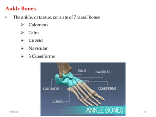 Ankle Bones
• The ankle, or tarsus, consists of 7 tarsal bones
 Calcaneus
 Talus
 Cuboid
 Navicular
 3 Cuneiforms
4/3/2024 67
Sreenu Thalla, Assistant Professor,
Pharmacology, Skeletal System
 