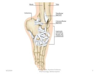 4/3/2024 7
Sreenu Thalla, Assistant Professor,
Pharmacology, Skeletal System
 