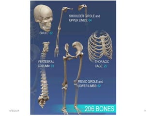 4/3/2024 9
Sreenu Thalla, Assistant Professor,
Pharmacology, Skeletal System
 