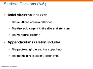 Skeletal System POWERPOINT LECTURE 5-6 Lesson | PDF