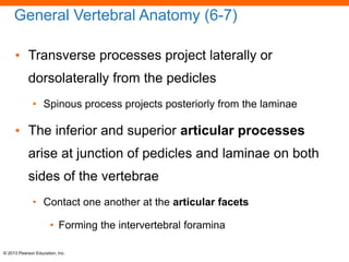Skeletal System POWERPOINT LECTURE 5-6 Lesson | PDF