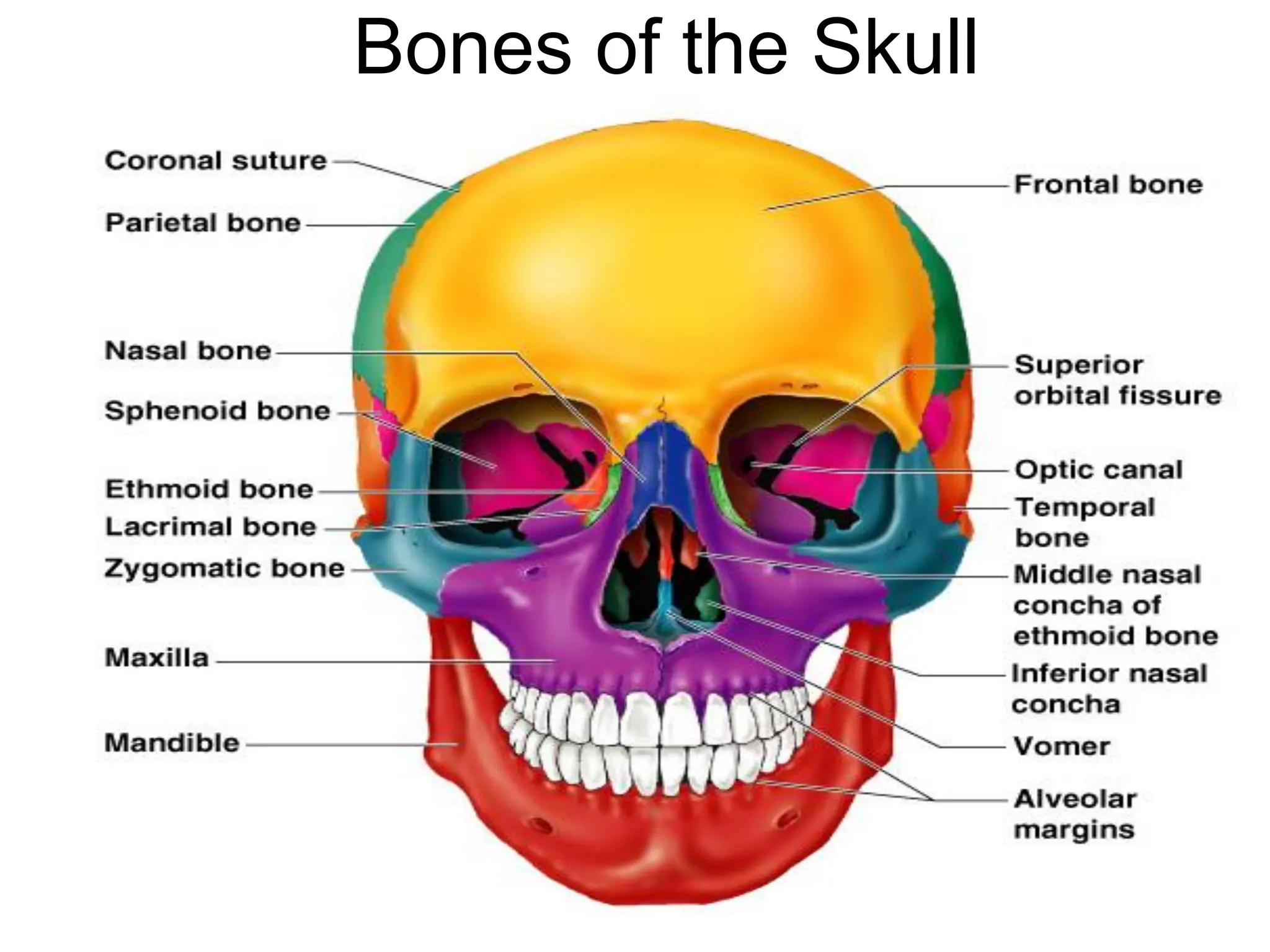Bones of the Skull
 