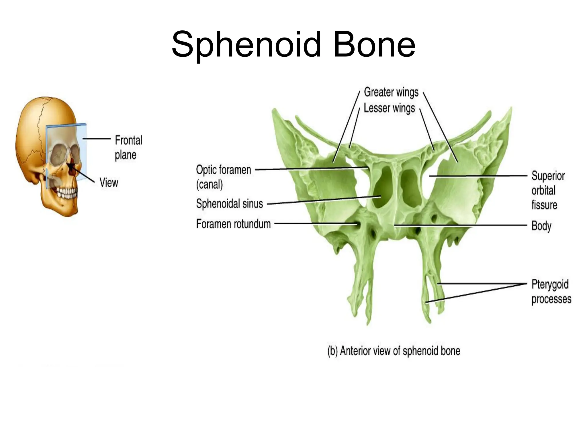 Sphenoid Bone
 