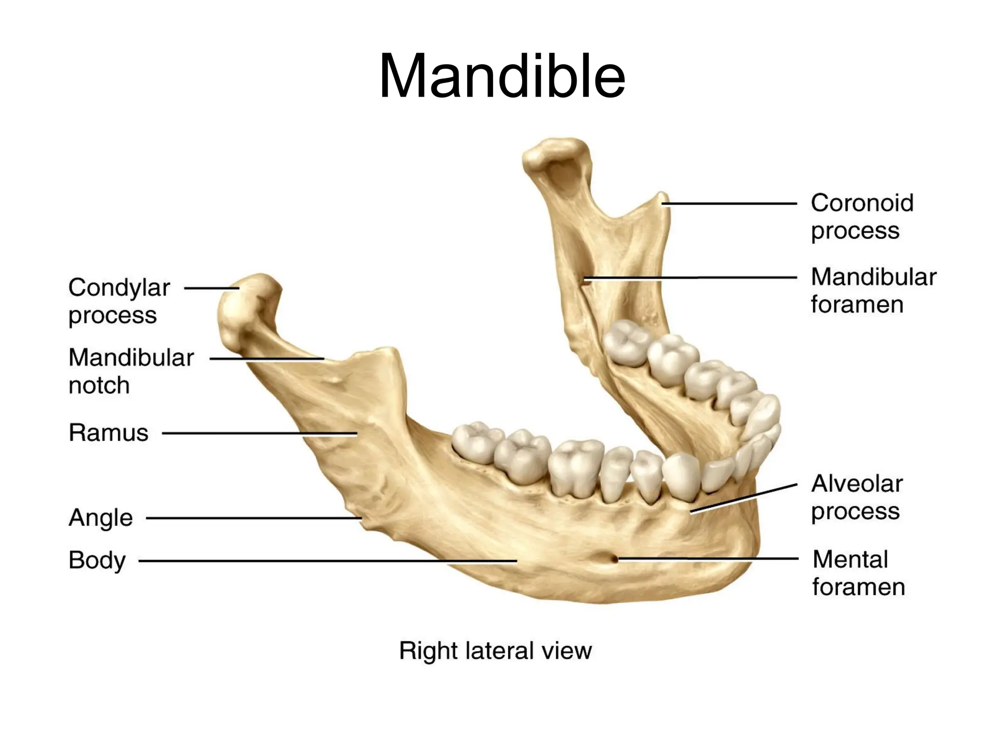 Mandible
 