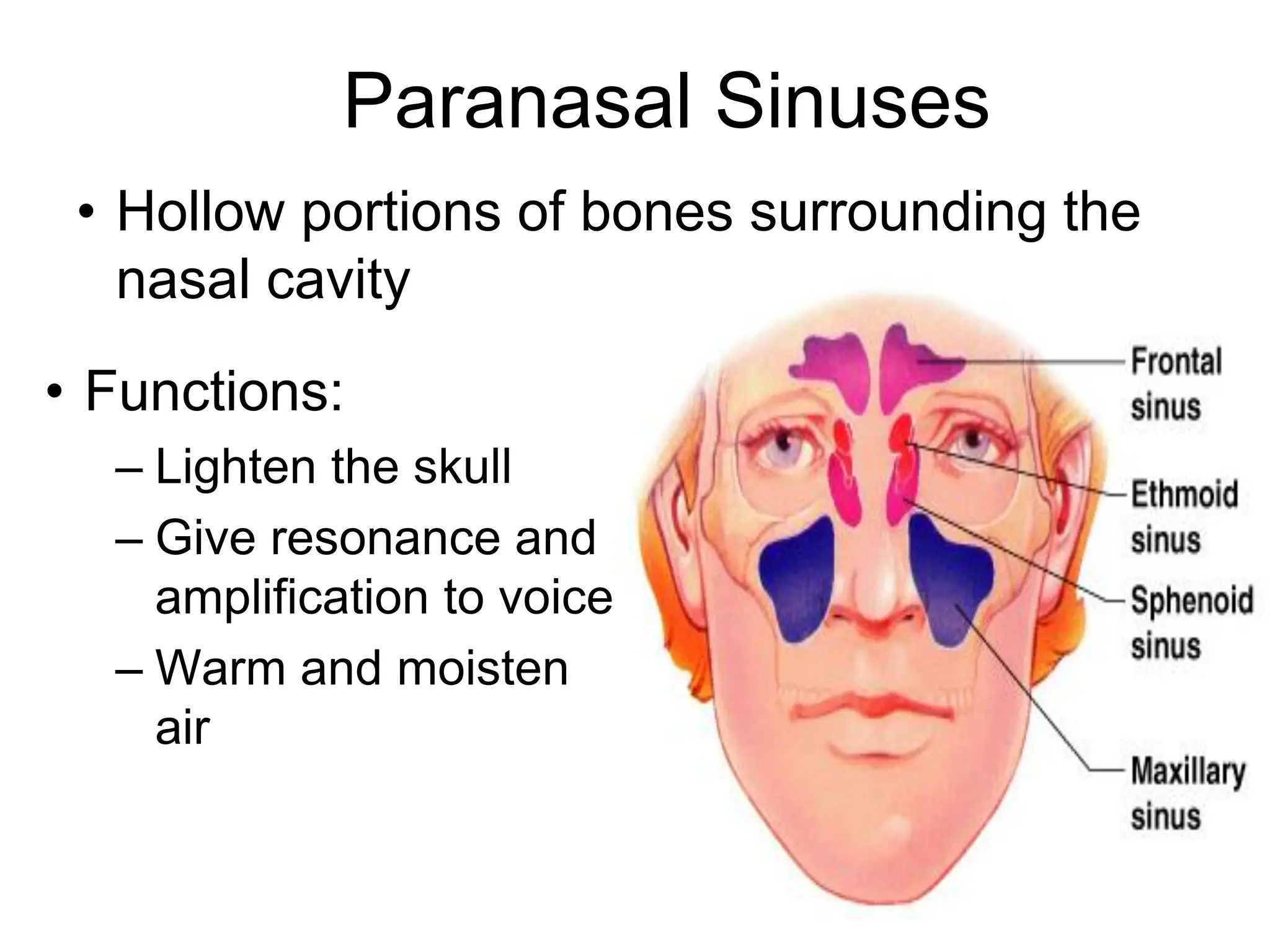 Paranasal Sinuses
• Hollow portions of bones surrounding the
nasal cavity
• Functions:
– Lighten the skull
– Give resonance and
amplification to voice
– Warm and moisten
air
 
