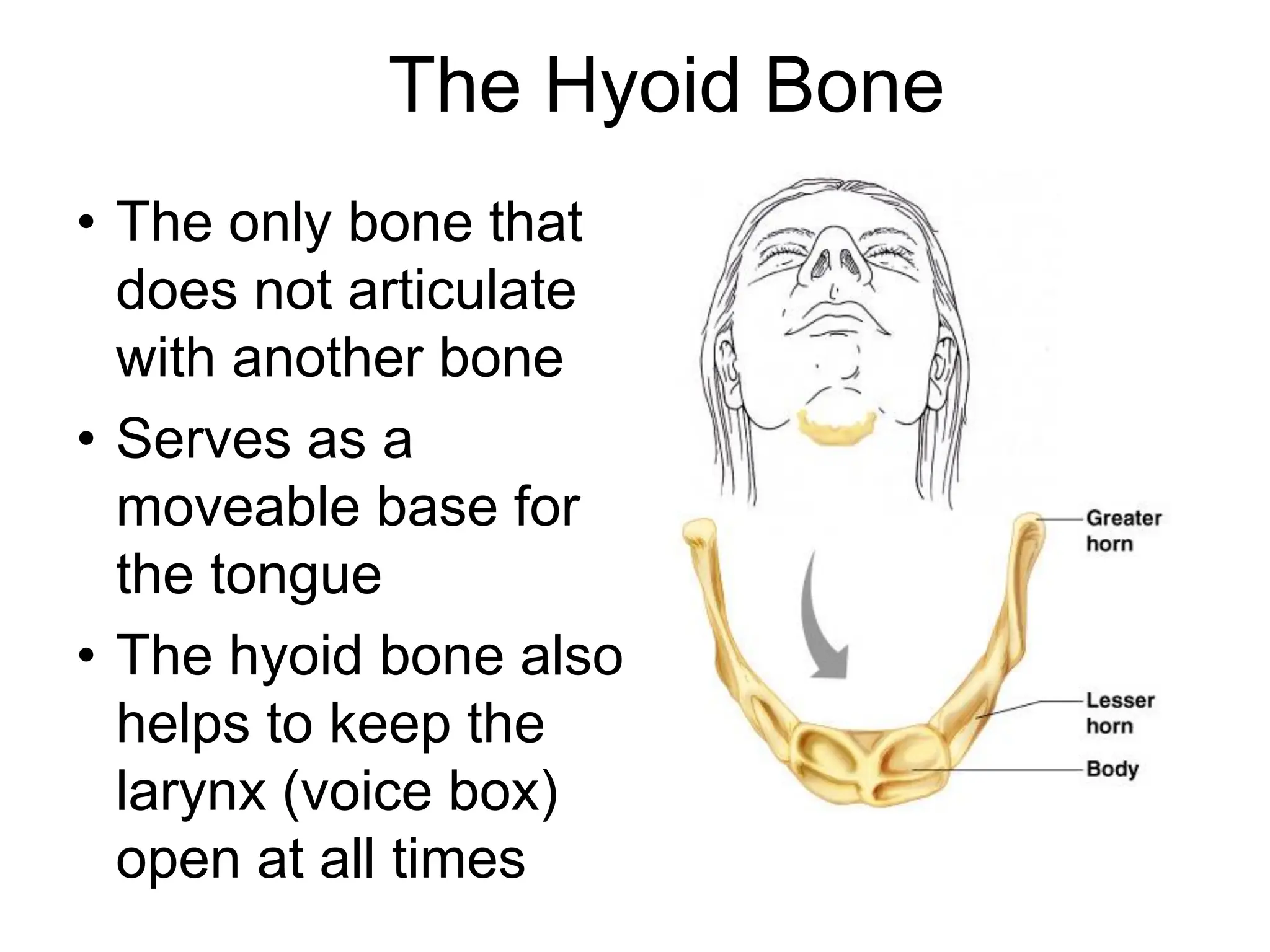 The Hyoid Bone
• The only bone that
does not articulate
with another bone
• Serves as a
moveable base for
the tongue
• The hyoid bone also
helps to keep the
larynx (voice box)
open at all times
 