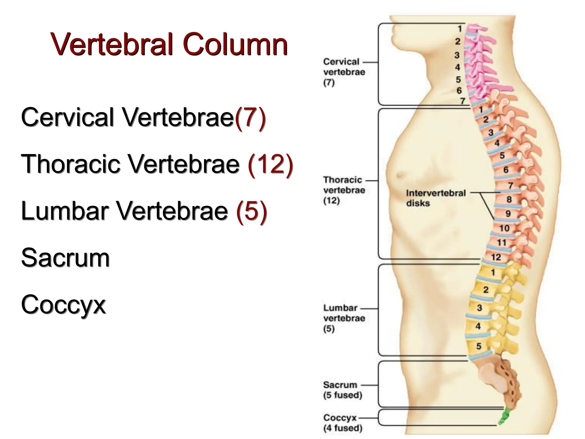 Cervical Vertebrae(7)
Thoracic Vertebrae (12)
Lumbar Vertebrae (5)
Sacrum
Coccyx
Vertebral Column
 
