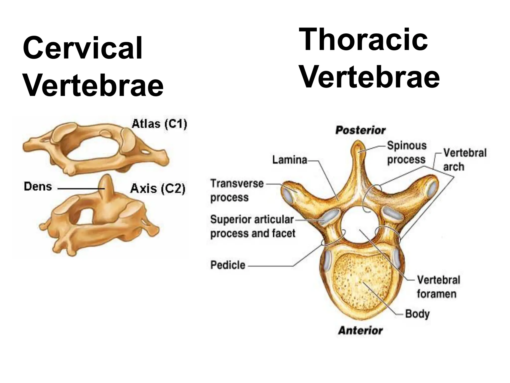 Cervical
Vertebrae
Thoracic
Vertebrae
 