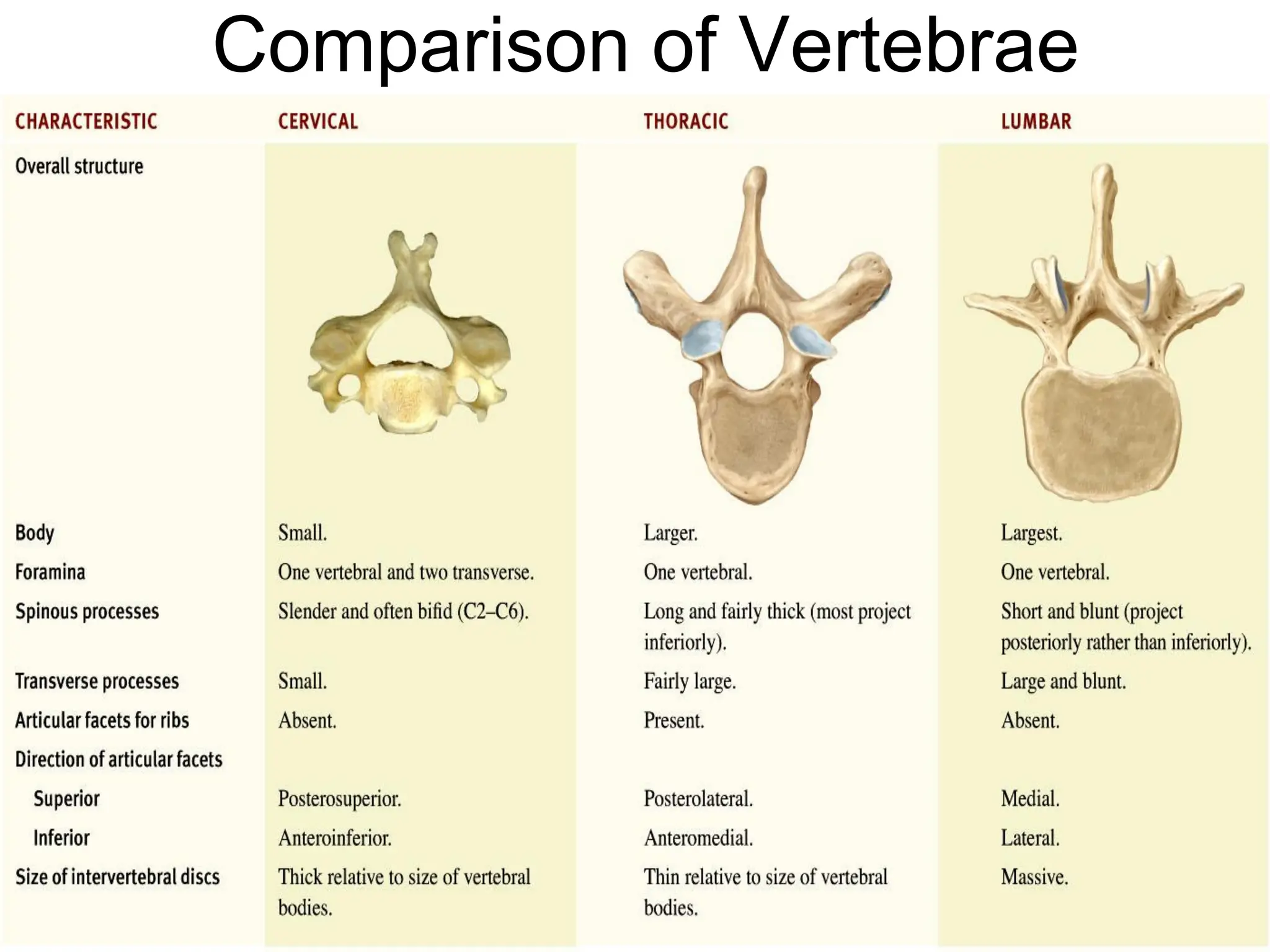 Comparison of Vertebrae
 