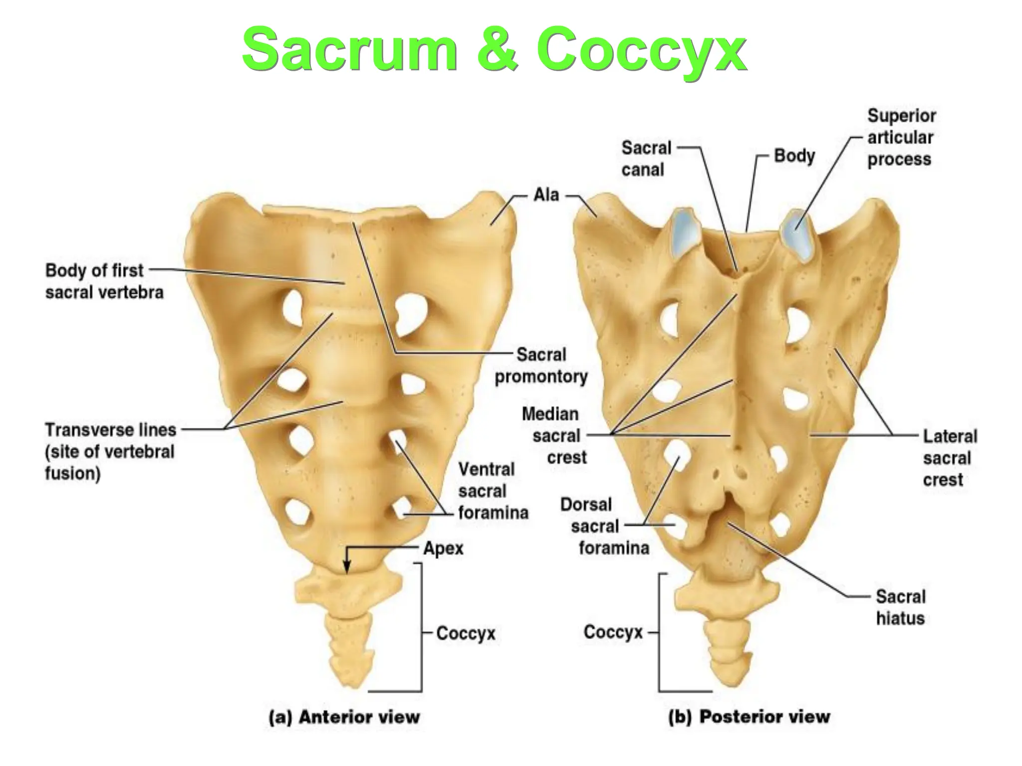 Sacrum & Coccyx
 