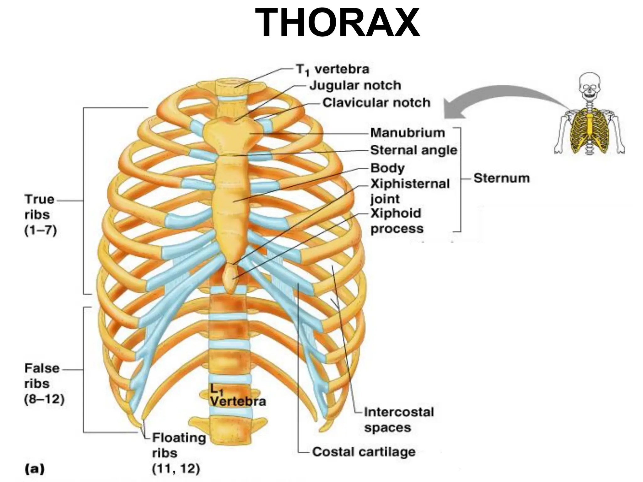 THORAX
 