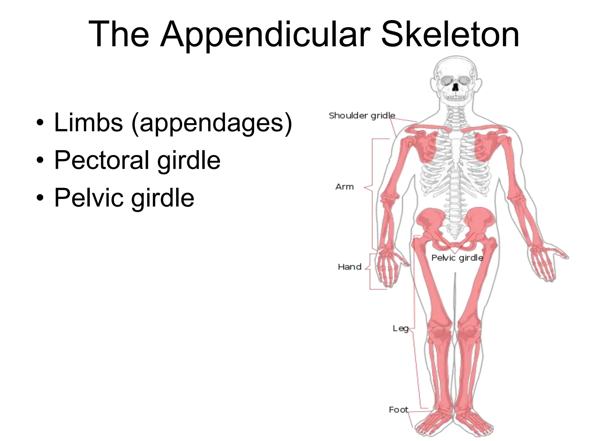 The Appendicular Skeleton
• Limbs (appendages)
• Pectoral girdle
• Pelvic girdle
 