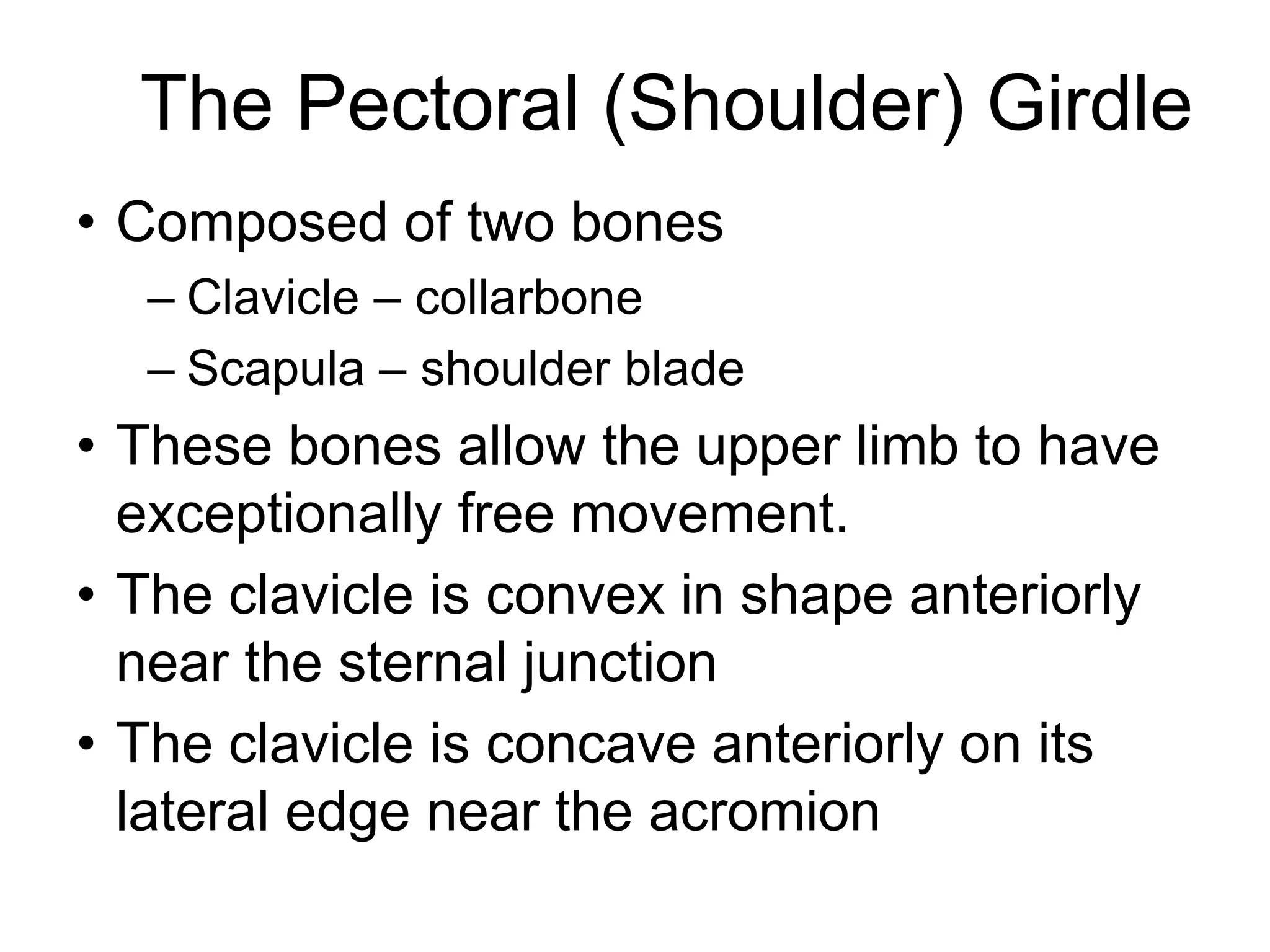 The Pectoral (Shoulder) Girdle
• Composed of two bones
– Clavicle – collarbone
– Scapula – shoulder blade
• These bones allow the upper limb to have
exceptionally free movement.
• The clavicle is convex in shape anteriorly
near the sternal junction
• The clavicle is concave anteriorly on its
lateral edge near the acromion
 