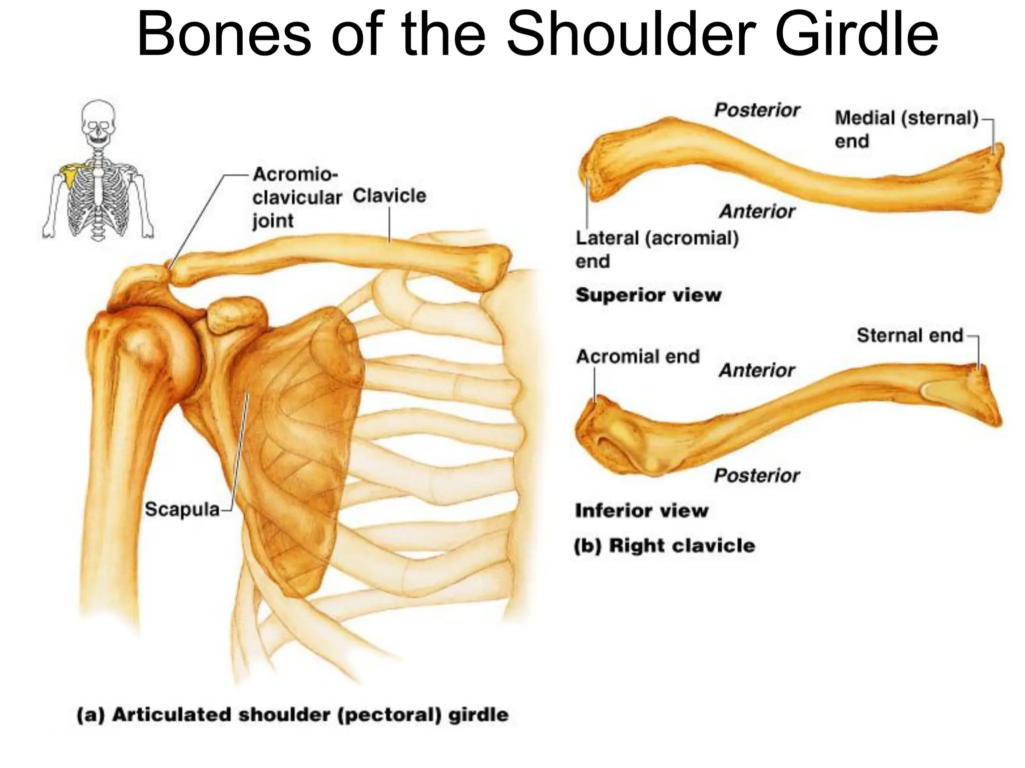 Bones of the Shoulder Girdle
 