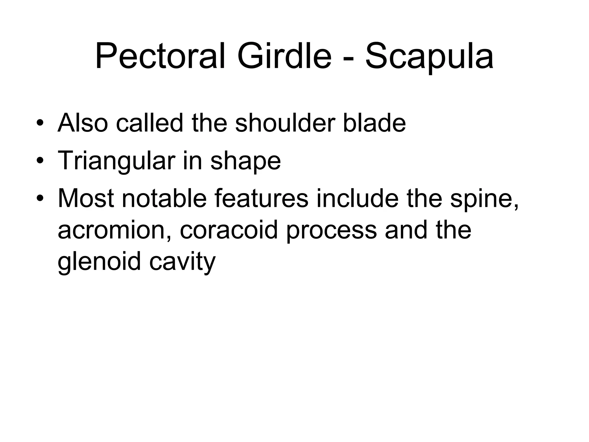 Pectoral Girdle - Scapula
• Also called the shoulder blade
• Triangular in shape
• Most notable features include the spine,
acromion, coracoid process and the
glenoid cavity
 