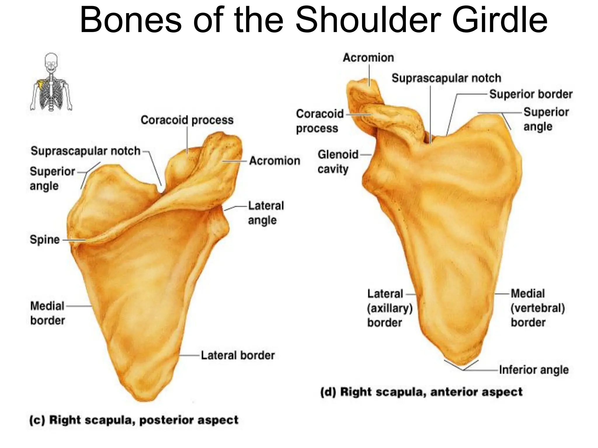 Bones of the Shoulder Girdle
 