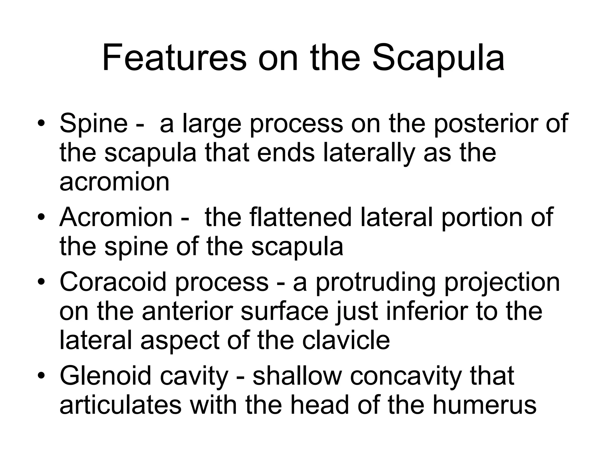 Features on the Scapula
• Spine - a large process on the posterior of
the scapula that ends laterally as the
acromion
• Acromion - the flattened lateral portion of
the spine of the scapula
• Coracoid process - a protruding projection
on the anterior surface just inferior to the
lateral aspect of the clavicle
• Glenoid cavity - shallow concavity that
articulates with the head of the humerus
 