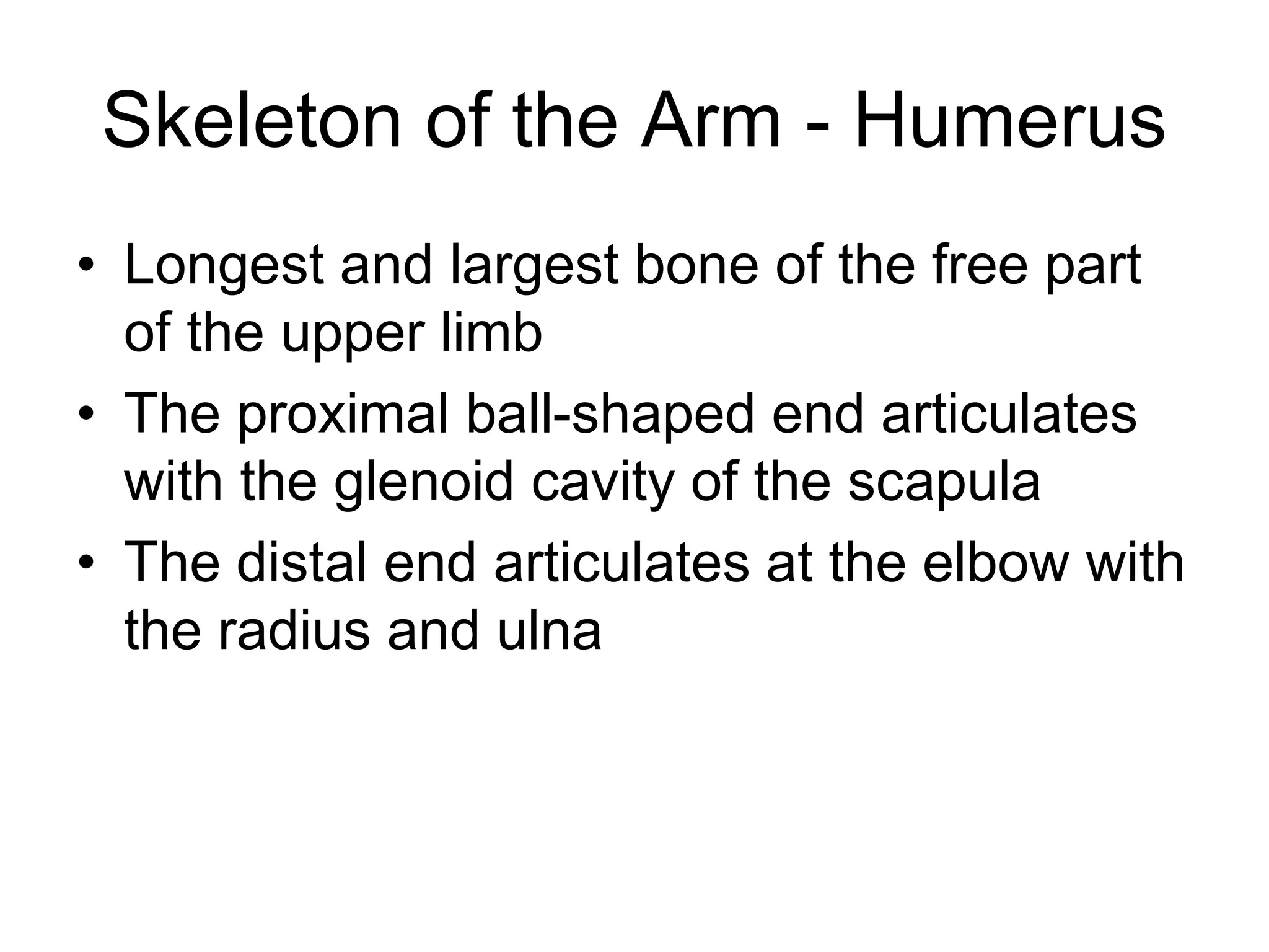 Skeleton of the Arm - Humerus
• Longest and largest bone of the free part
of the upper limb
• The proximal ball-shaped end articulates
with the glenoid cavity of the scapula
• The distal end articulates at the elbow with
the radius and ulna
 