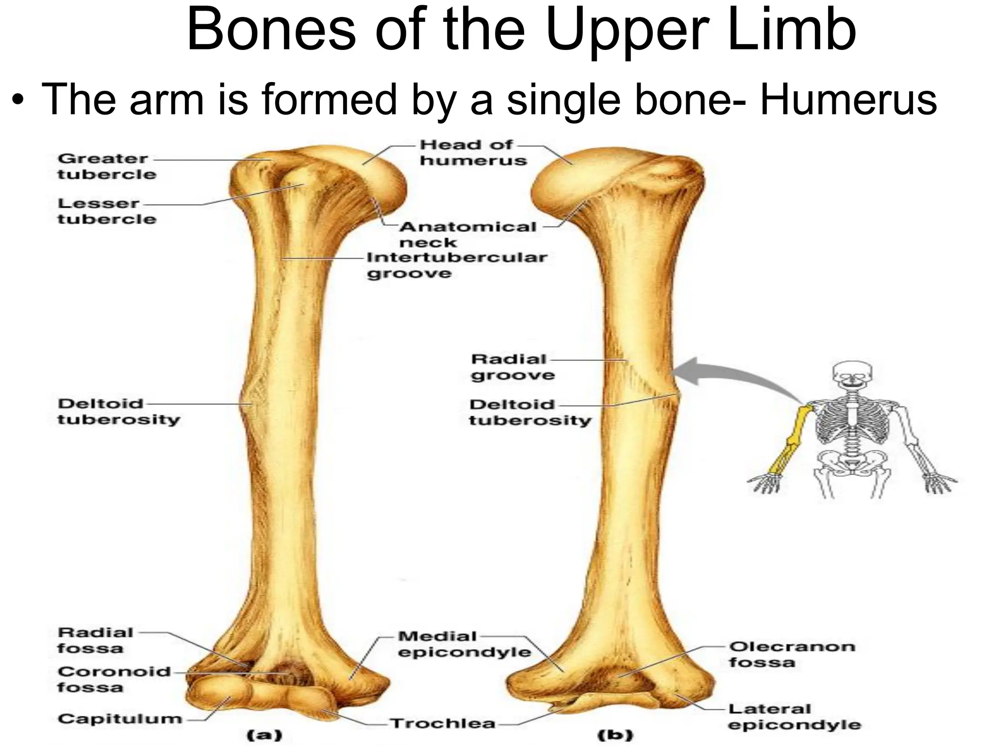 Bones of the Upper Limb
• The arm is formed by a single bone- Humerus
 