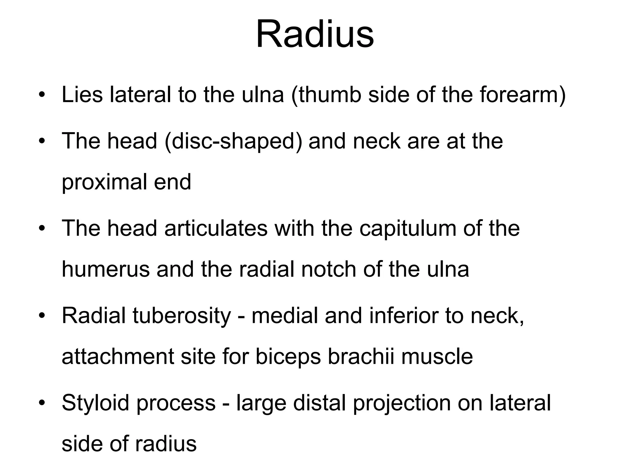 Radius
• Lies lateral to the ulna (thumb side of the forearm)
• The head (disc-shaped) and neck are at the
proximal end
• The head articulates with the capitulum of the
humerus and the radial notch of the ulna
• Radial tuberosity - medial and inferior to neck,
attachment site for biceps brachii muscle
• Styloid process - large distal projection on lateral
side of radius
 