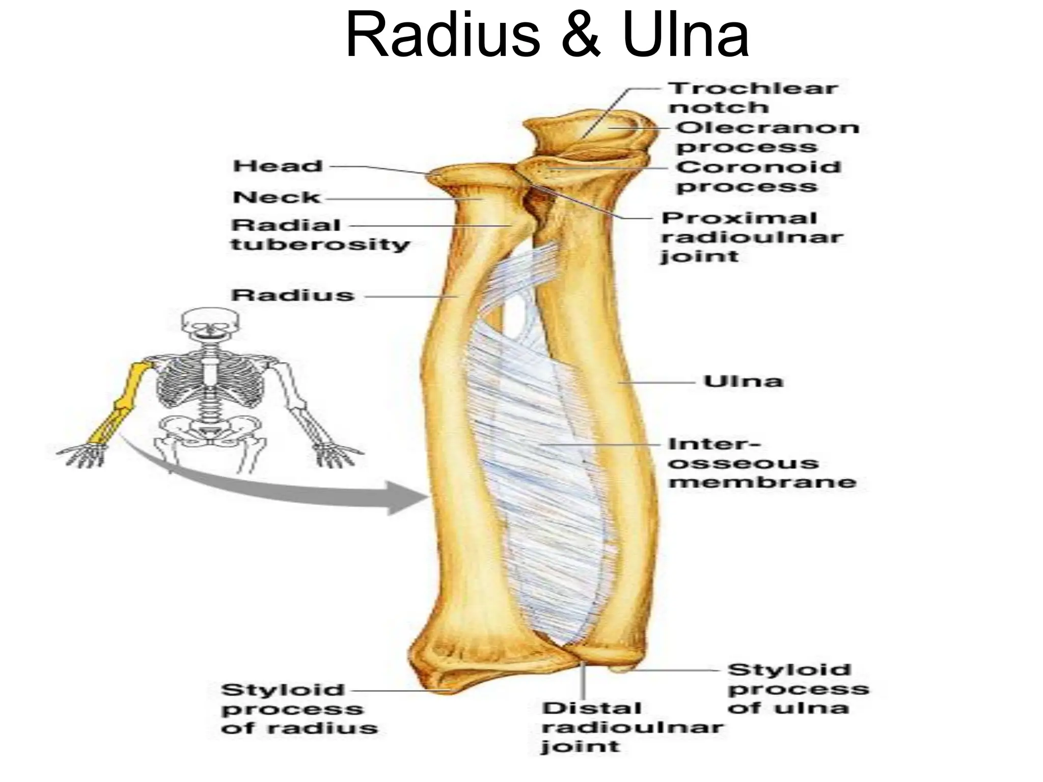 Radius & Ulna
 