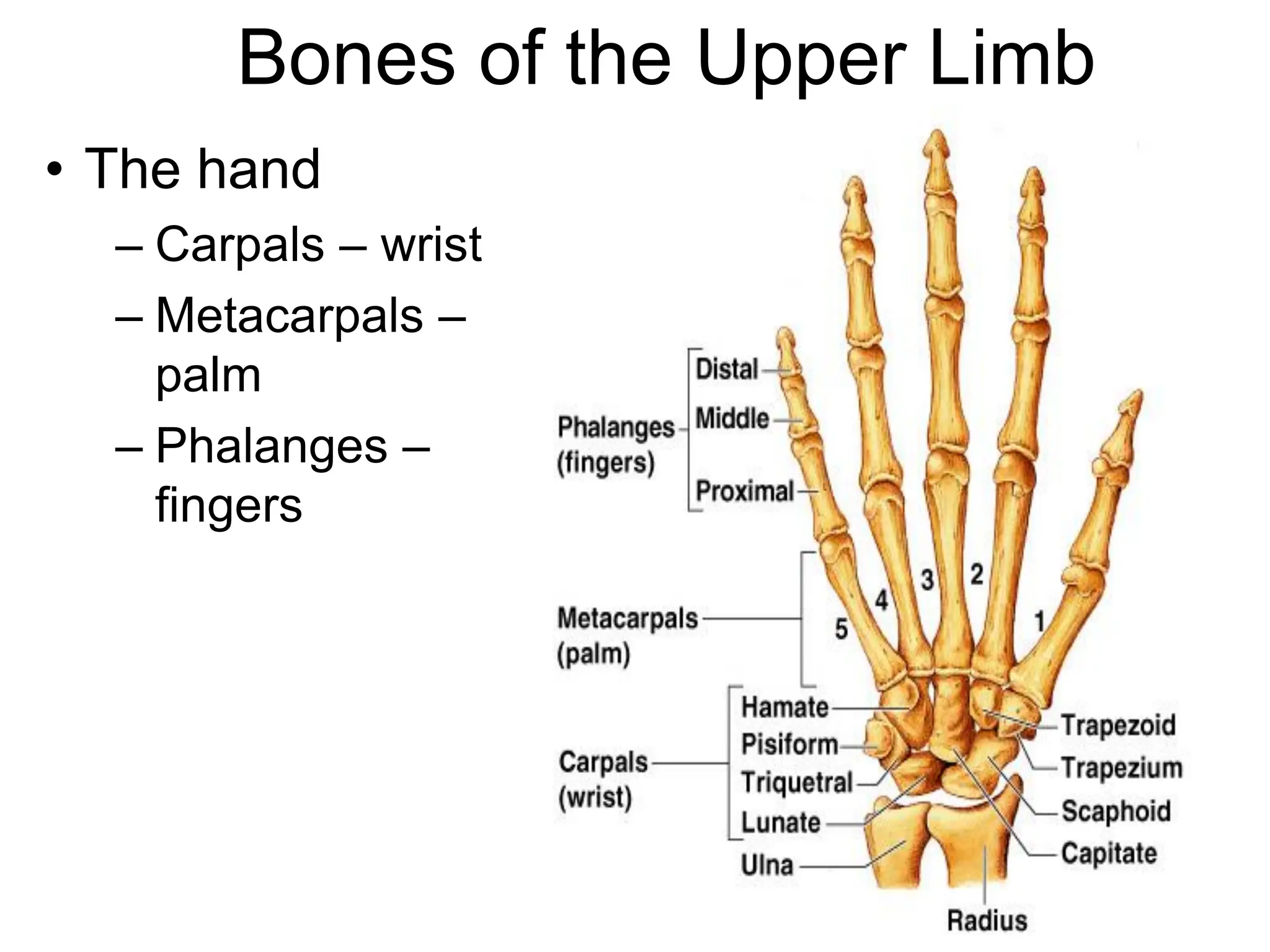 Bones of the Upper Limb
• The hand
– Carpals – wrist
– Metacarpals –
palm
– Phalanges –
fingers
 