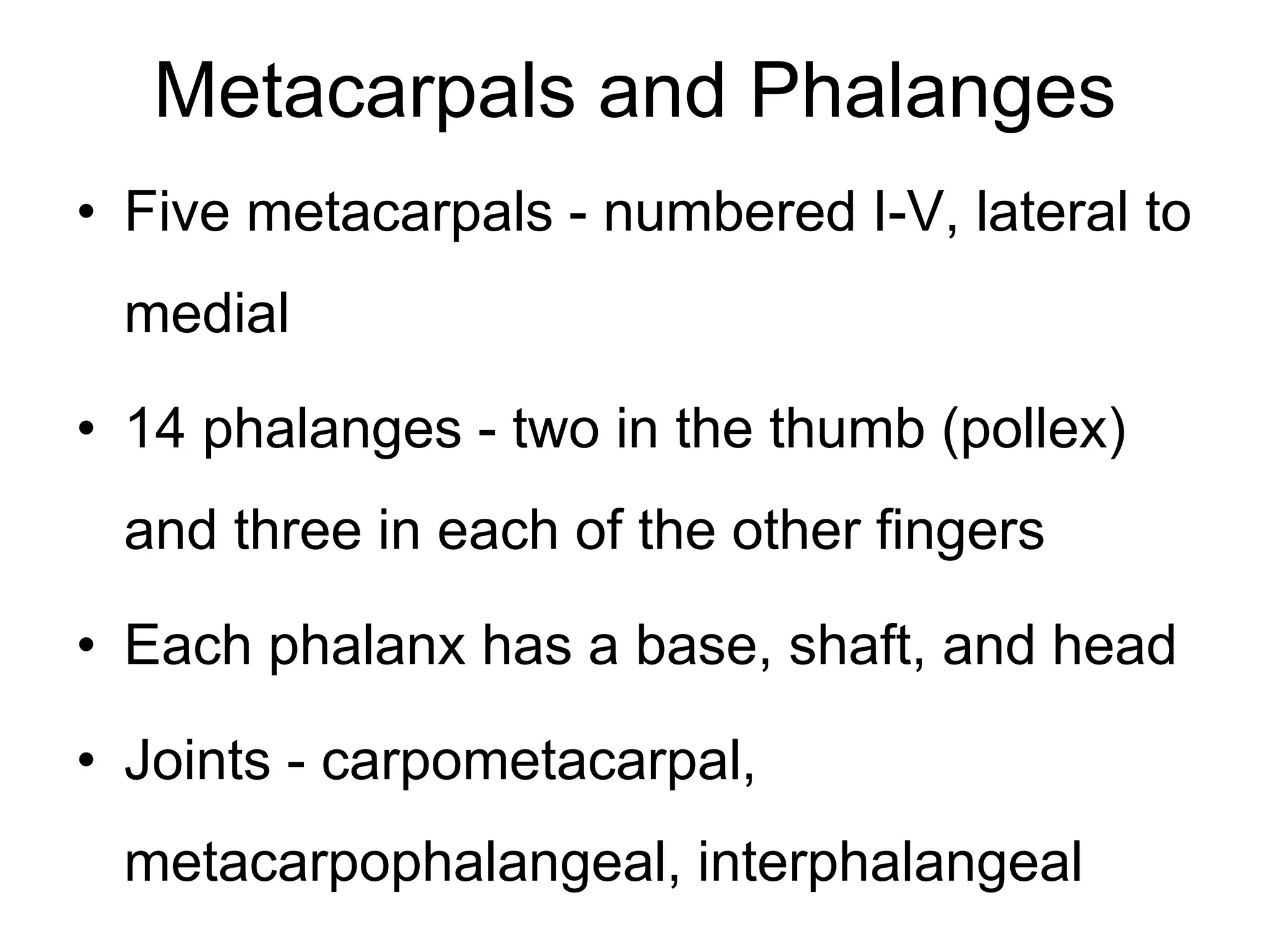 Metacarpals and Phalanges
• Five metacarpals - numbered I-V, lateral to
medial
• 14 phalanges - two in the thumb (pollex)
and three in each of the other fingers
• Each phalanx has a base, shaft, and head
• Joints - carpometacarpal,
metacarpophalangeal, interphalangeal
 