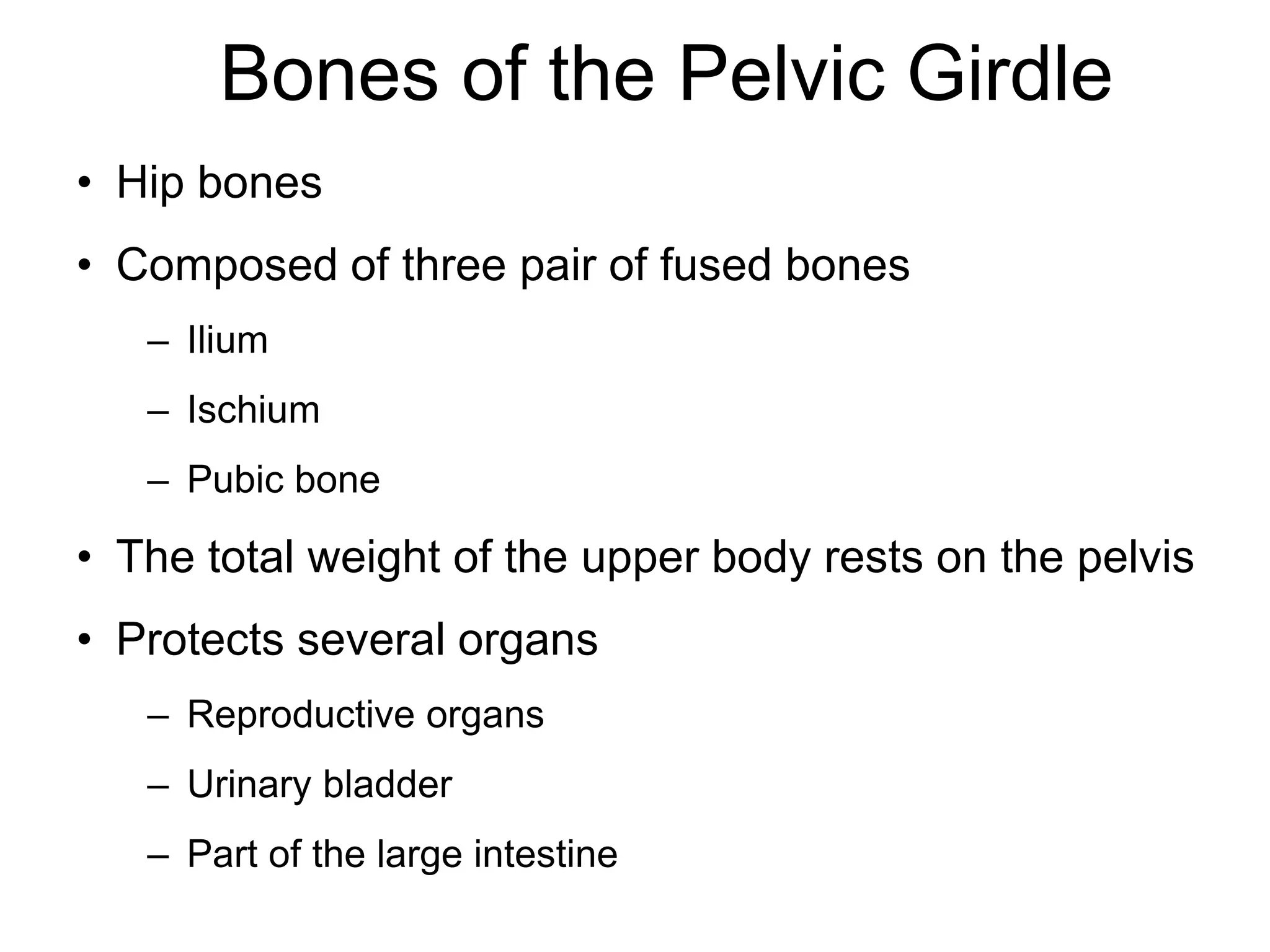 Bones of the Pelvic Girdle
• Hip bones
• Composed of three pair of fused bones
– Ilium
– Ischium
– Pubic bone
• The total weight of the upper body rests on the pelvis
• Protects several organs
– Reproductive organs
– Urinary bladder
– Part of the large intestine
 