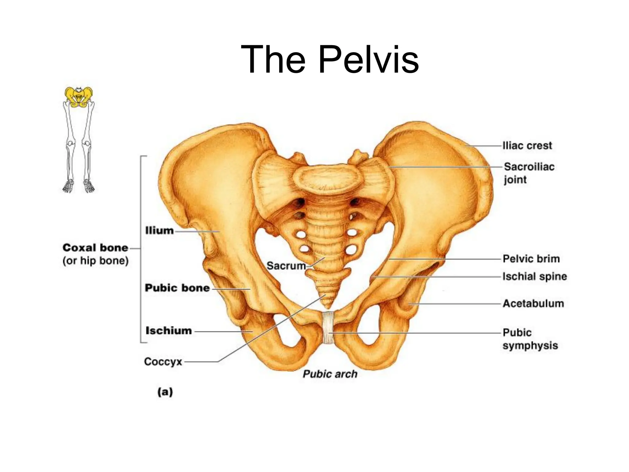 The Pelvis
 