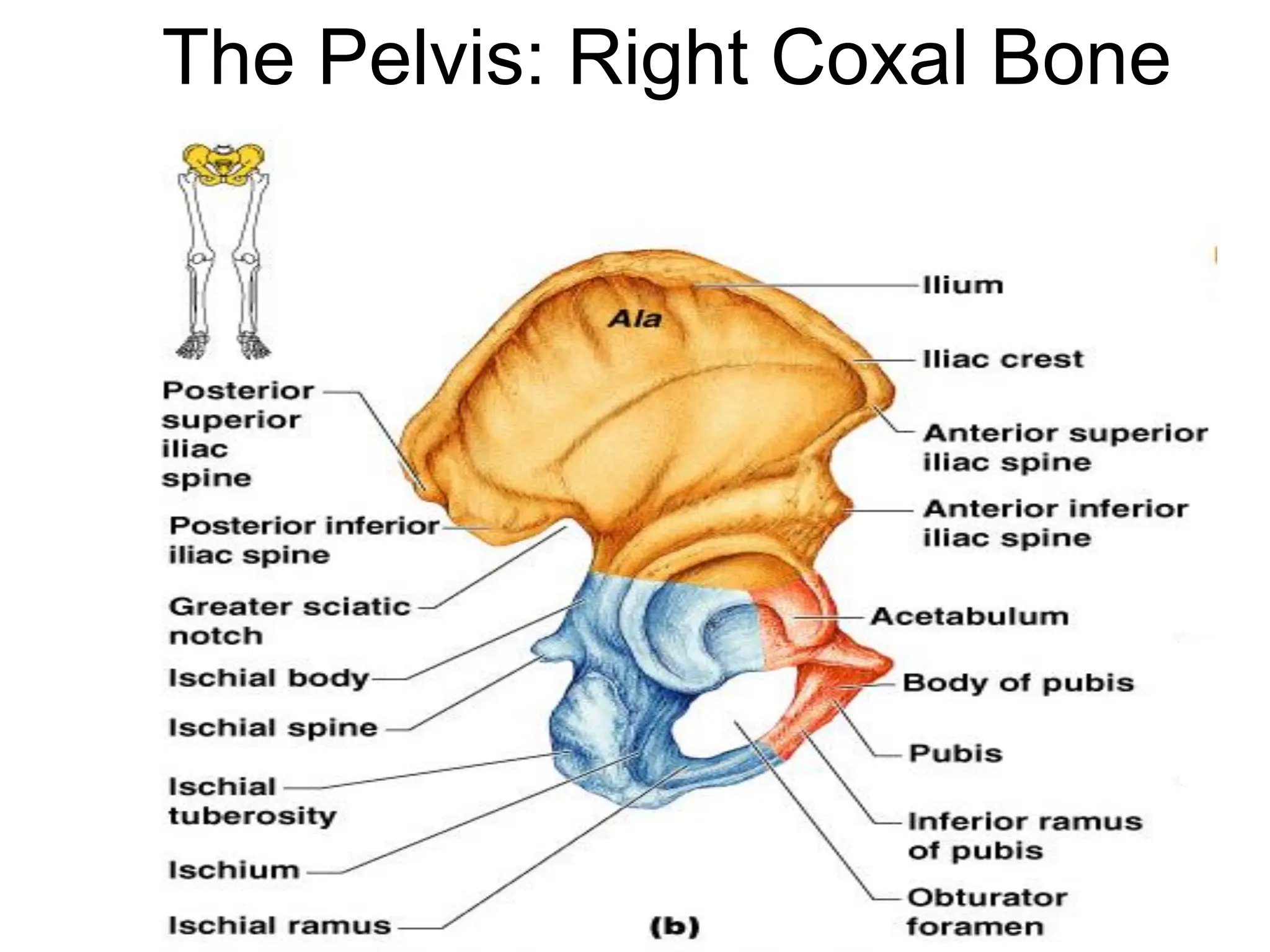 The Pelvis: Right Coxal Bone
 
