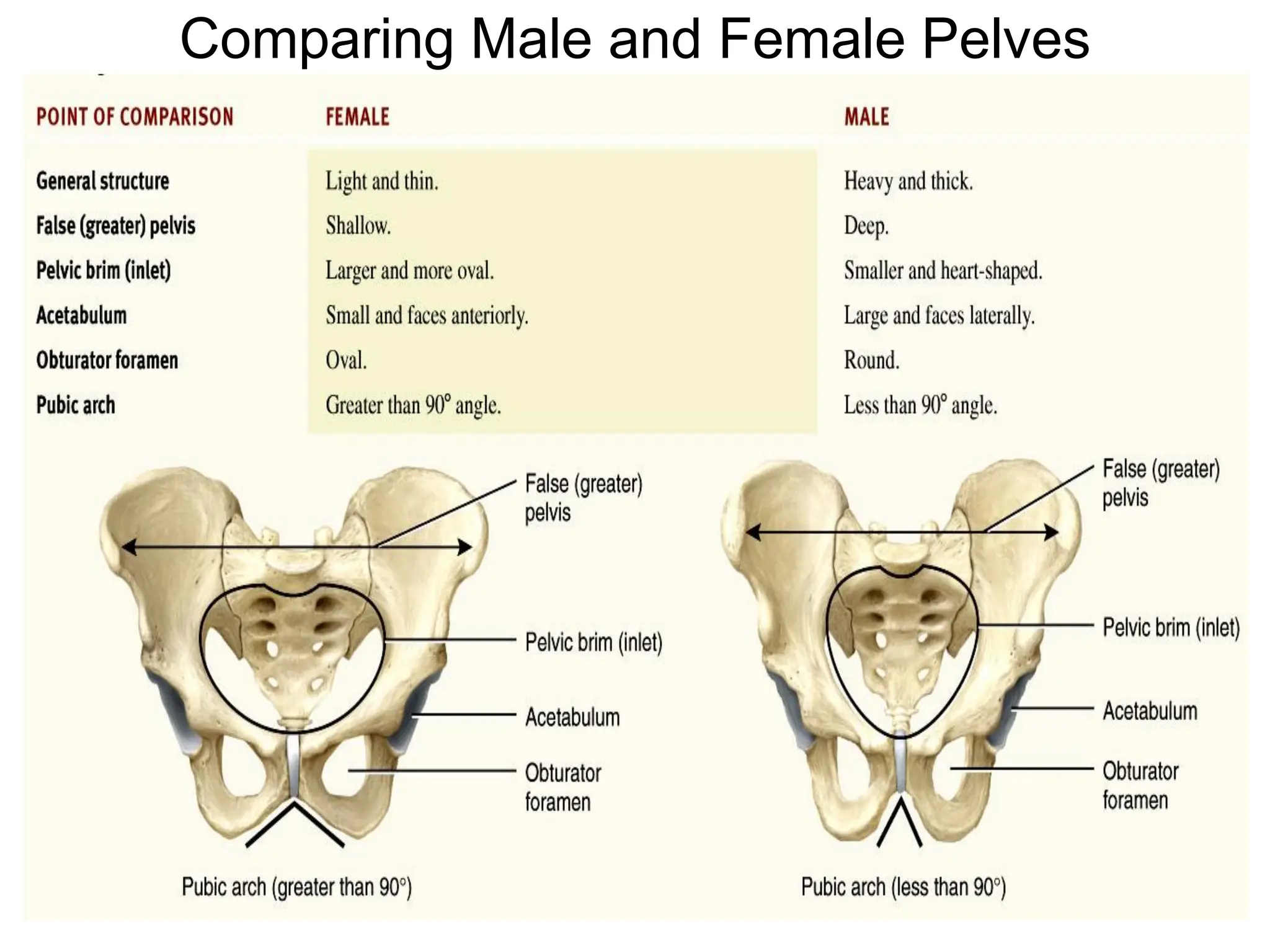 Comparing Male and Female Pelves
 