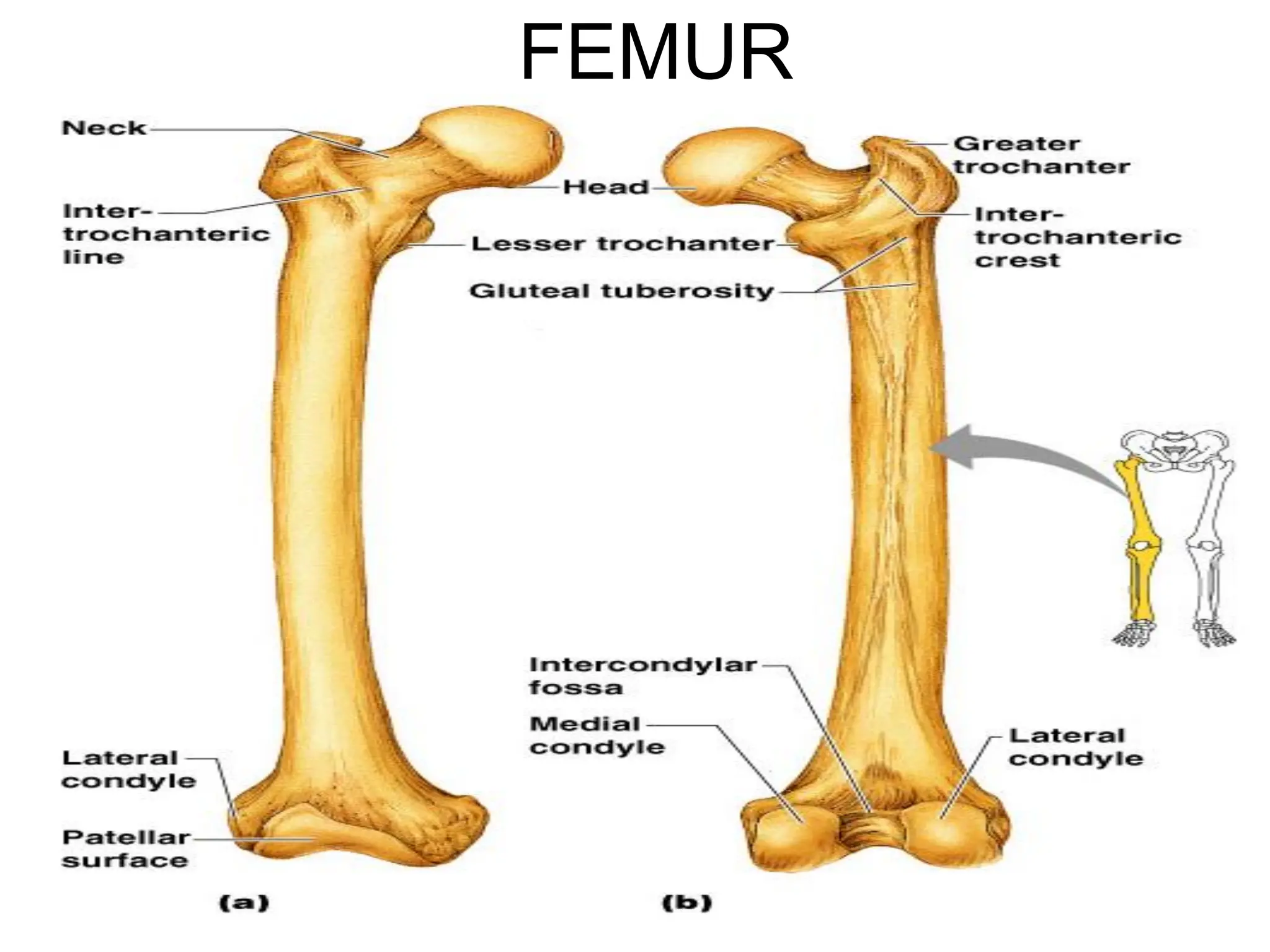 FEMUR
 