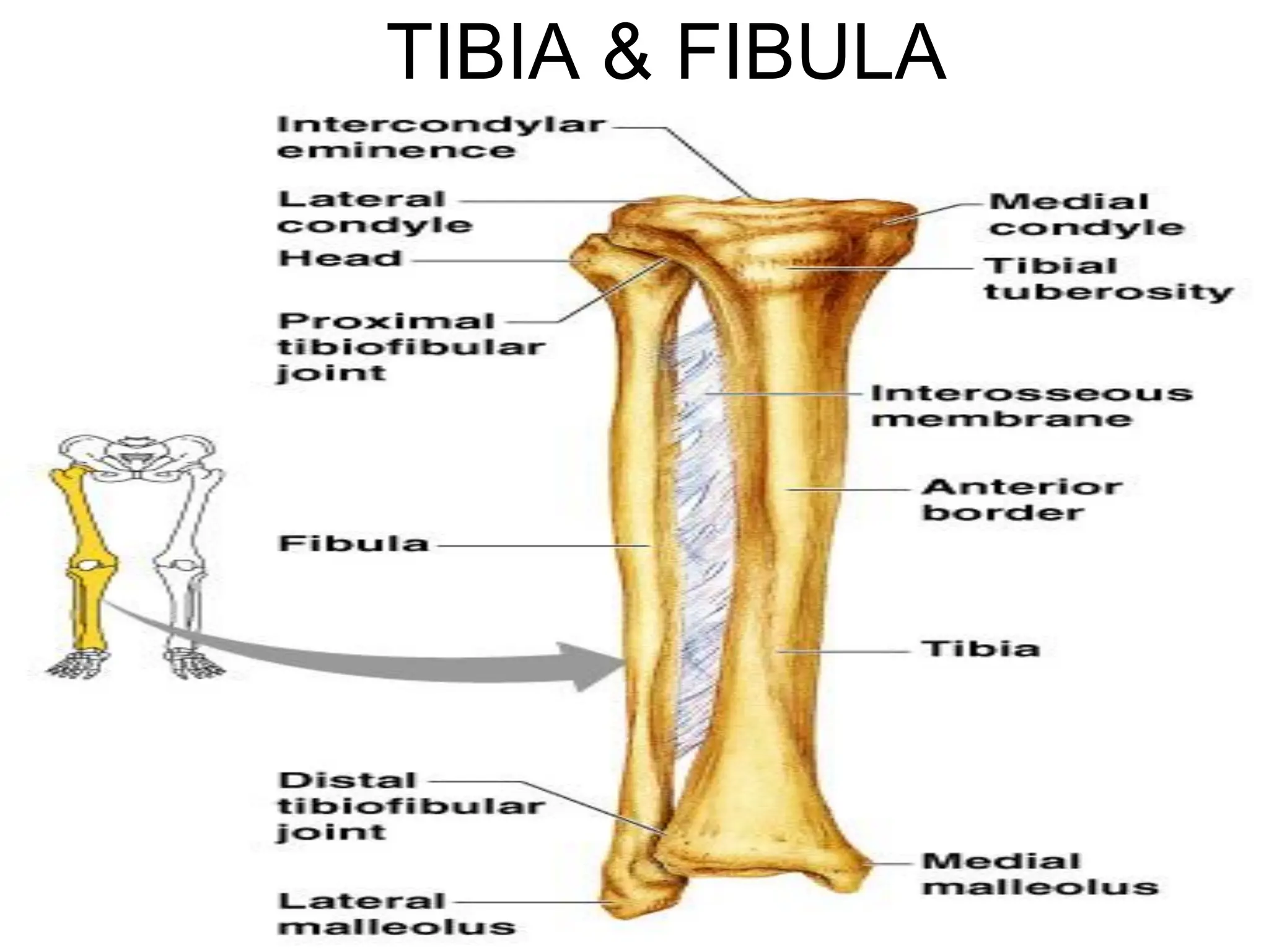 TIBIA & FIBULA
 