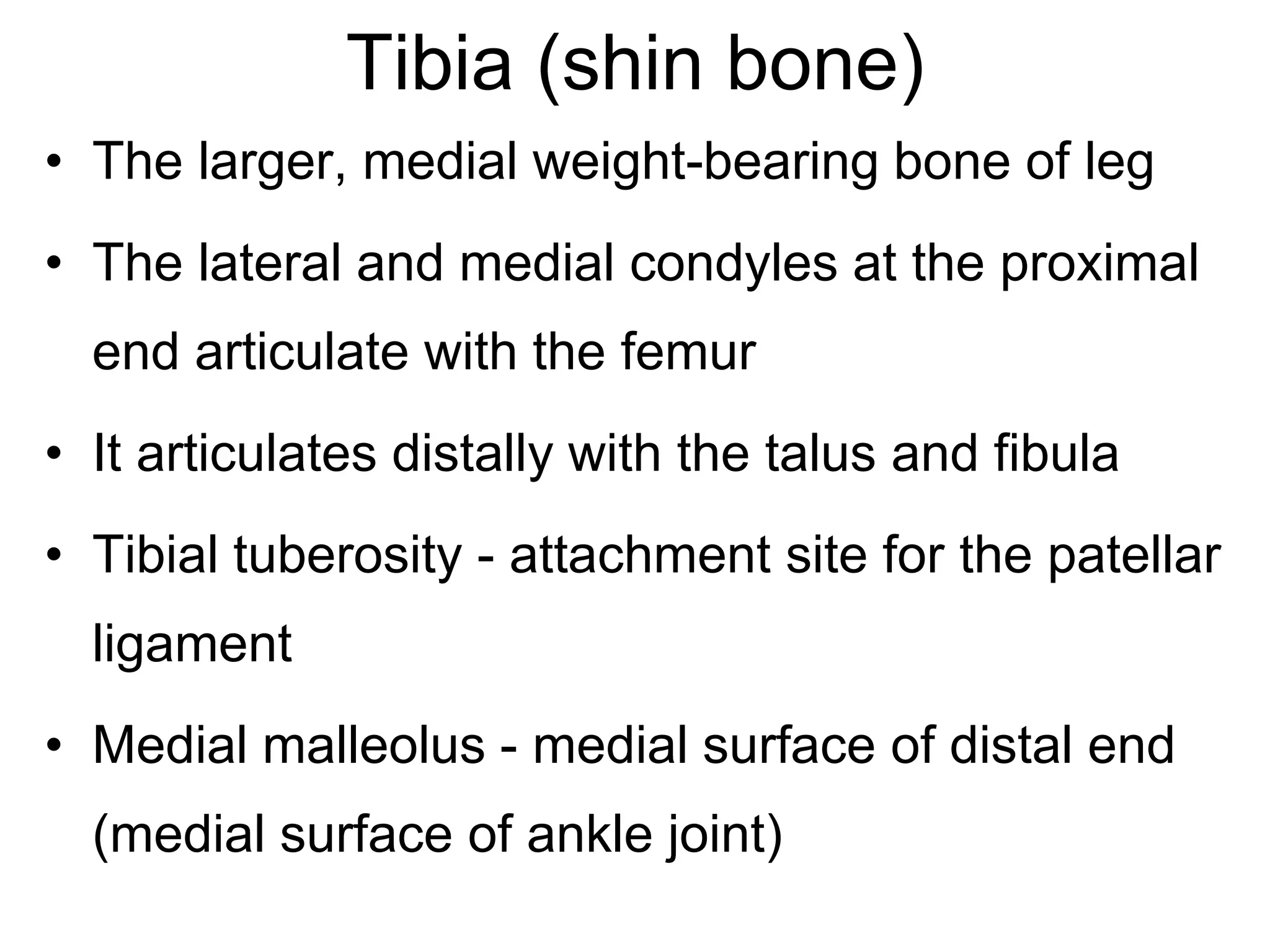 Tibia (shin bone)
• The larger, medial weight-bearing bone of leg
• The lateral and medial condyles at the proximal
end articulate with the femur
• It articulates distally with the talus and fibula
• Tibial tuberosity - attachment site for the patellar
ligament
• Medial malleolus - medial surface of distal end
(medial surface of ankle joint)
 