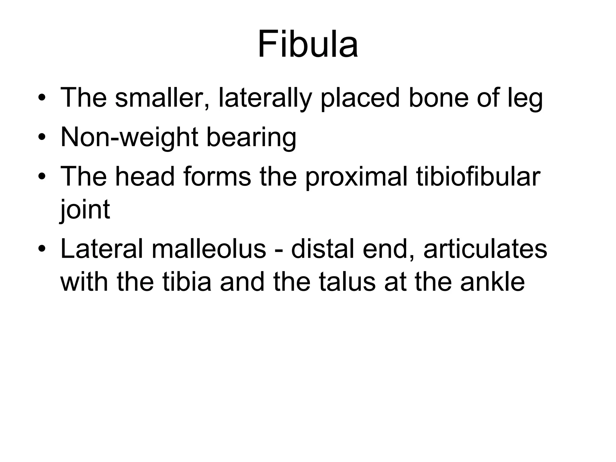 Fibula
• The smaller, laterally placed bone of leg
• Non-weight bearing
• The head forms the proximal tibiofibular
joint
• Lateral malleolus - distal end, articulates
with the tibia and the talus at the ankle
 